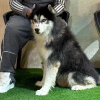 واگذاری سگ هاسکی اصیل