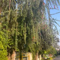 فروش زمین در شهرک با اصالت چسبیده ب نمک آبرود