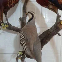 محسمه تزئینی