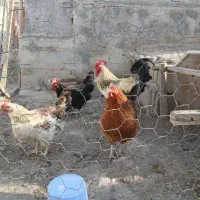 مرغ و خروس محلی