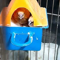 یک جفت بنگال قیمت ارزان|پرنده|تهران, مطهری|دیوار