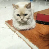 گم شدن گربه|حیوانات|شیروان (خراسان), |دیوار