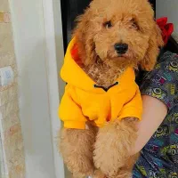 سگ پودل اورجینال