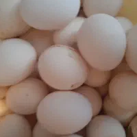 تخم مرغ محلی تازه