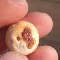 نگین عقیق.مهره ای تسبح قدیمی.کوارتز.یاقوت خام|جواهرات|بوشهر, |دیوار