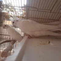 عروس هلندی آلبینو