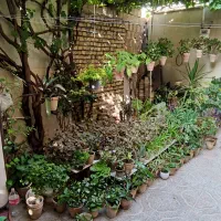 گل و گیاه|گل و گیاه طبیعی|مبارکه, |دیوار