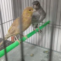 قناری و مرغ عشق