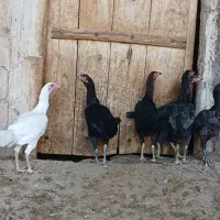 جوجه لاری|حیوانات مزرعه|بستان آباد, |دیوار