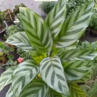 گیاه قاشقی|گل و گیاه طبیعی|مراغه, |دیوار