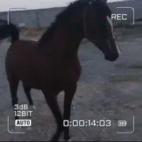 نریان ۳ساله عرب  خالص کره اسکایپ