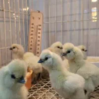 جوجه ابریشمی|حیوانات مزرعه|تهران, جی|دیوار