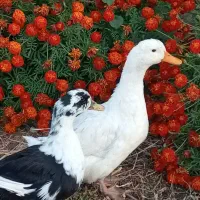 اُردک وخرگوش درکوار|حیوانات مزرعه|کوار, |دیوار