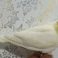 عروس هلندی ماده