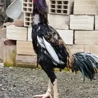 جوجه خروس اشامو