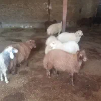 ۷عدد بره نرو ماده