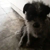 واگذاری سگ ماده همراه فرزندان