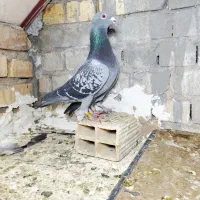 کفتر پلاکی درجه یک|پرنده|یزد, |دیوار