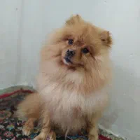 سگ پامر خرسی|سگ|خرم‌آباد, |دیوار