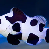 ABSHORماهی دلقک  آب شور|ماهی|تهران, جوادیه تهرانپارس|دیوار