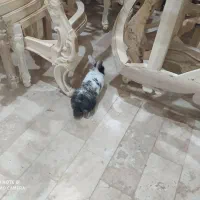 شاگرد سی ان سی مبل ماهر