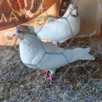 کبوتر کله ایی|پرنده|درگزین, |دیوار