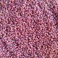 فروش گندم آبی