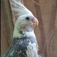عروس هلندی نر وایت فیس
