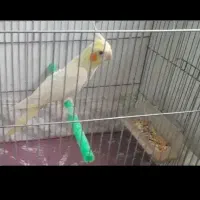 عروس هلندی لوتینو