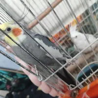 ی جفت عروس هلندی