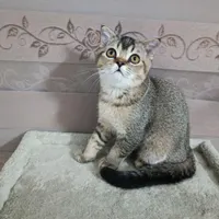 گربه اسکاتیش
