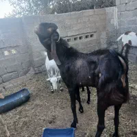 نری پنجابی اصل وماده بنگالی|حیوانات مزرعه|بند زرک, |دیوار