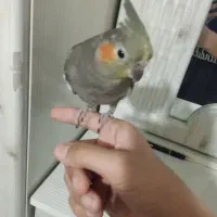 عروس هلندی سالم|پرنده|مشهد, امیرآباد|دیوار