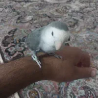 فروش پرنده