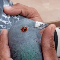 کبوتر پلاکی|پرنده|حبیب آباد, |دیوار