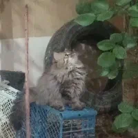 بچه گربه رگدال