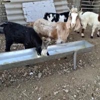 بز پاکستانی از تکه درآمده ودوبزغاله دقلو چاق|حیوانات مزرعه|گنبد کاووس, |دیوار