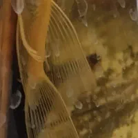 کت پوزه بوته ای سوپر باله ال ۱۴۴ و لوچ نیم نواری