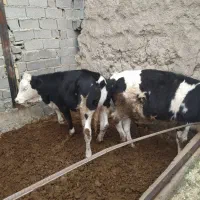 تلیسه سیمینتال گوساله چاق|حیوانات مزرعه|وحیدیه, |دیوار