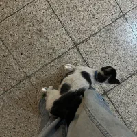 گربه پیدا شده