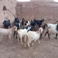 یکساله جنس دارقیمت دانه 16میلیون