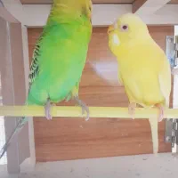 مرغ عشق|پرنده|مسجد سلیمان, |دیوار