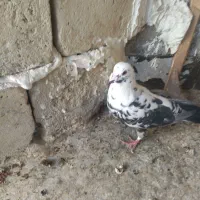 سوسکی سیاه|پرنده|بجنورد, |دیوار