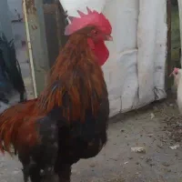 فروش مرغ وخروس