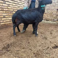 فروش 3عدد میش یا گوسفند