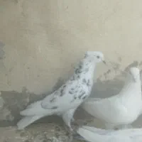 سوسکی کاکلی