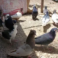 کبوتر|پرنده|کوار, |دیوار