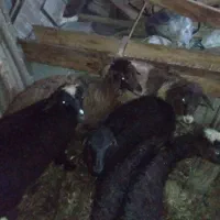 یک راس گوسفند و دوعدد بره ماده میزان