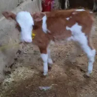 سالم و زمین گیرگاو گوساله ریزو درشت همه نوع