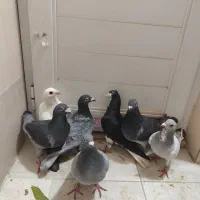 کفتر  دونه ۲۰۰|پرنده|شیراز, کوشک میدان|دیوار